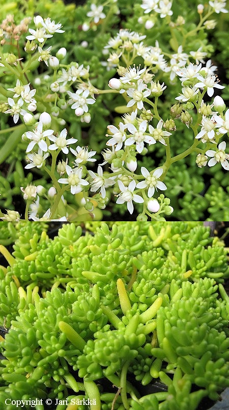 Sedum album f. pallens, valkomaksaruoho